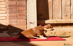 American Bully dogs for sale: American Bully Pocket extreme  - Image 7
