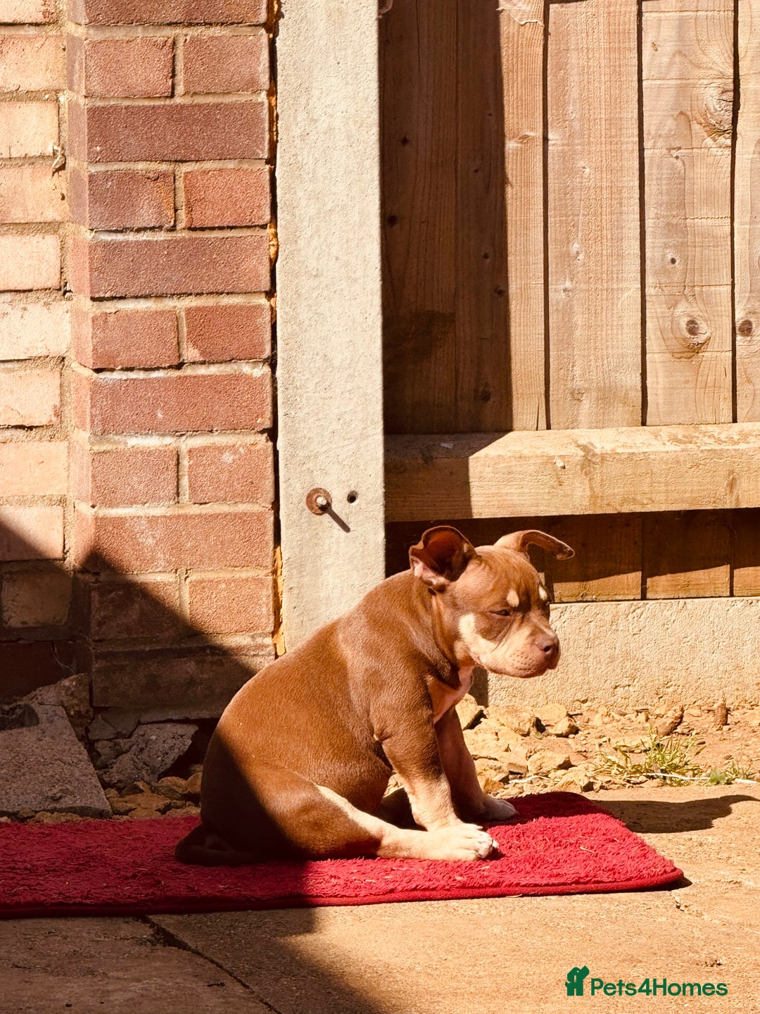American Bully dogs for sale: American Bully Pocket extreme  - Image 7