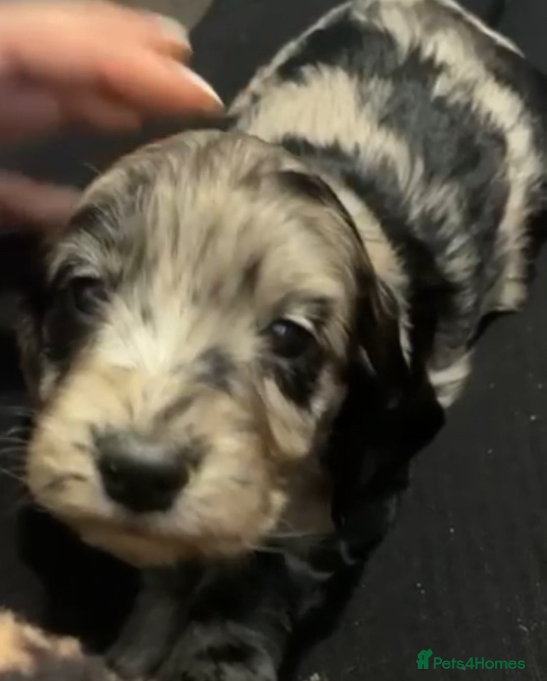 Cockapoo dogs for sale: Beautiful Blue Merle babies  - Advert 7
