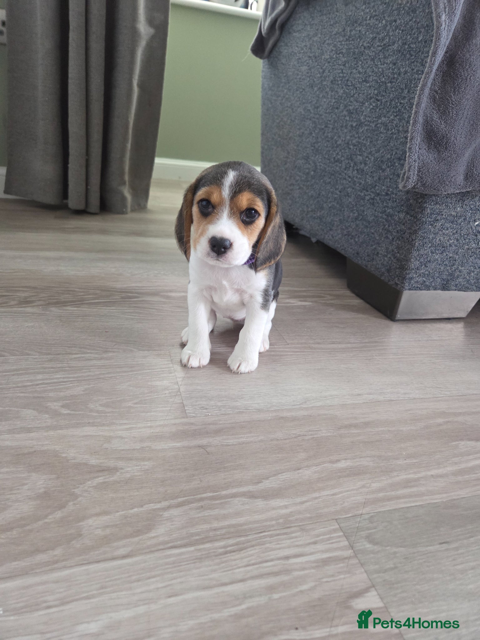 Beagle dogs Kc registered beagle puppies🐶1 girl & 1 boy left  - Advert 2