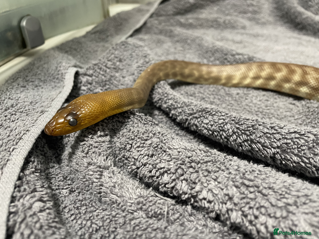 Snake reptiles for sale: Three Snakes + Madagascan Hissing Roaches - Image 4