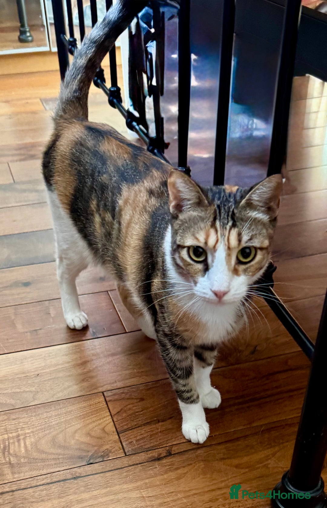 Bombay cats for sale: One Bombay 6m/o and two Calico 14m/o - Image 5