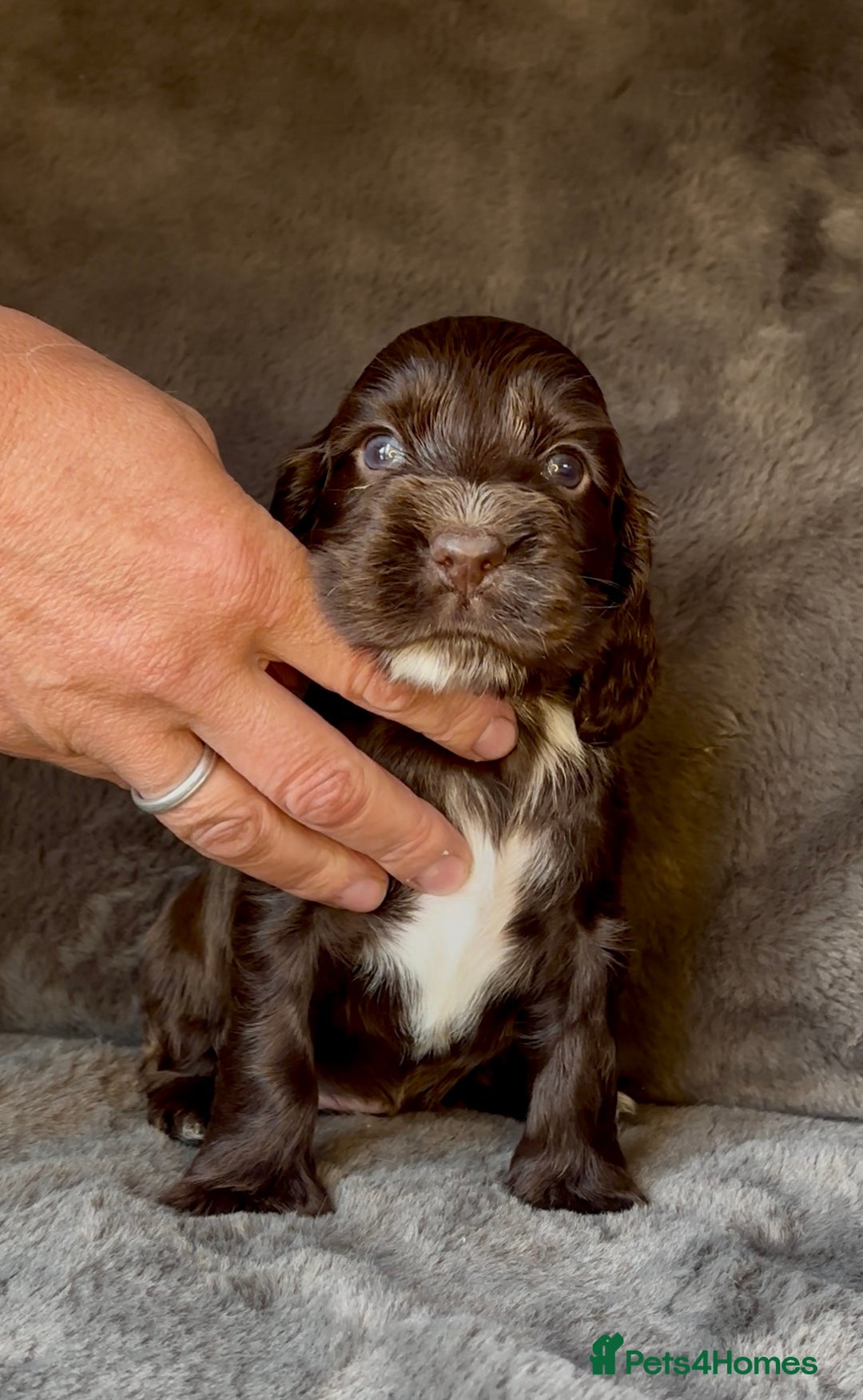 Cocker Spaniel dogs for sale: KC Show Type Cocker Spaniel Pups - Family Home  - Image 12
