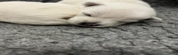 West Highland Terrier dogs for sale: KC Westie  - Advert 8