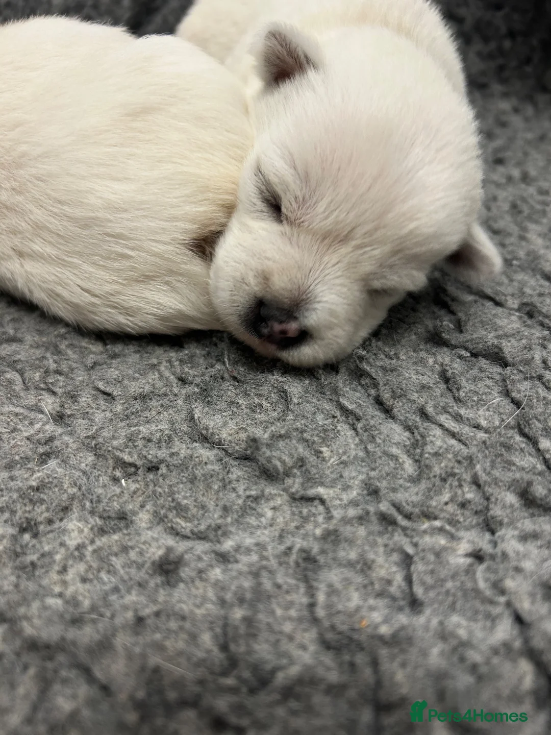 West Highland Terrier dogs for sale: KC Westie  - Advert 8