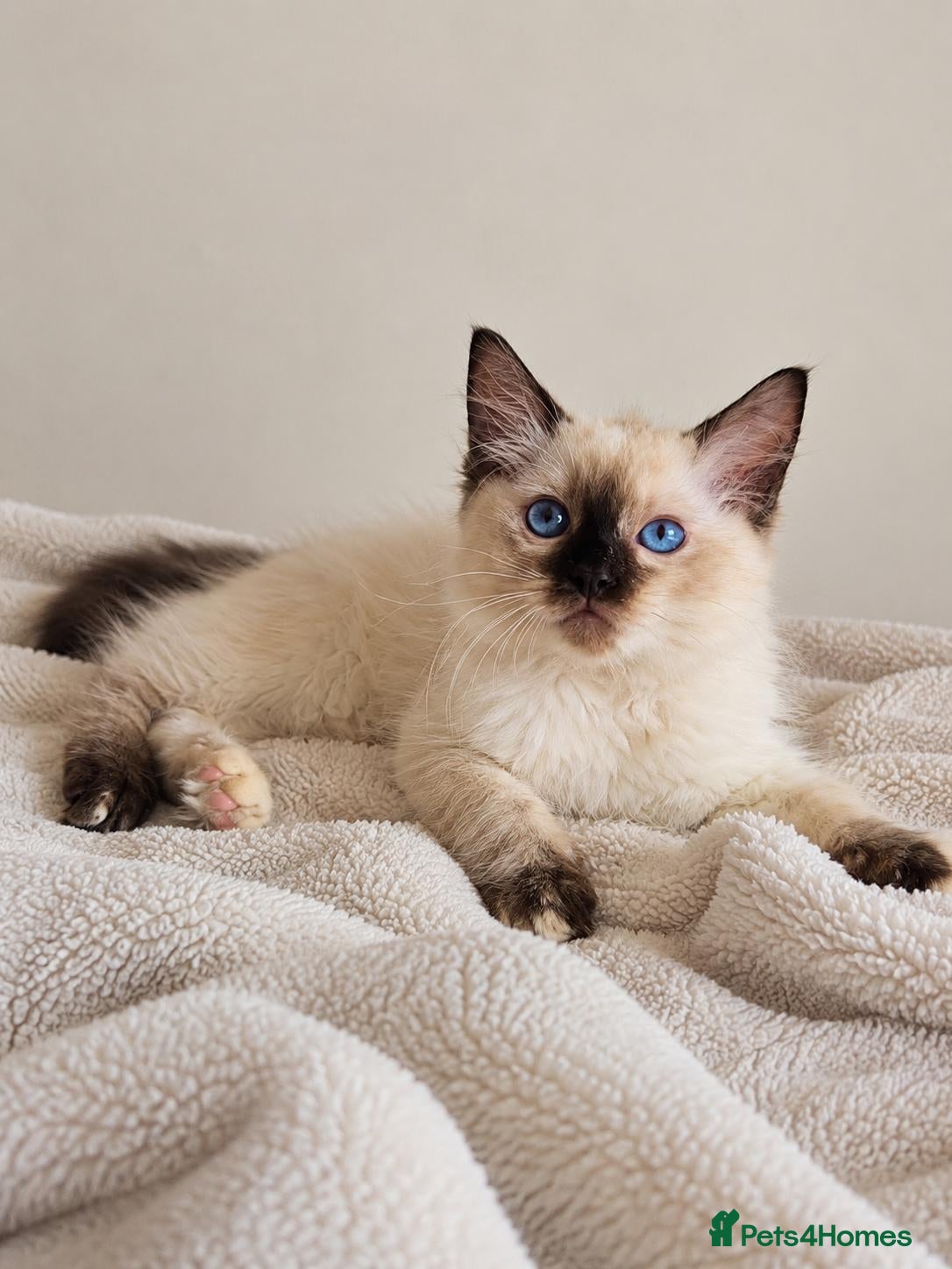 Ragdoll cats GCCF Ragdoll Kittens - Fully Vacc & Health Checked - Advert 1