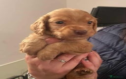 Cocker Spaniel dogs for sale: Gorgeous Health Tested Working Cocker Spaniels - Image 1