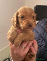 Cocker Spaniel dogs - Advert 16