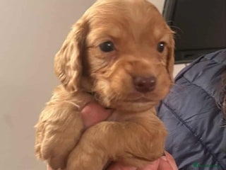 Cocker Spaniel dogs - Advert 25