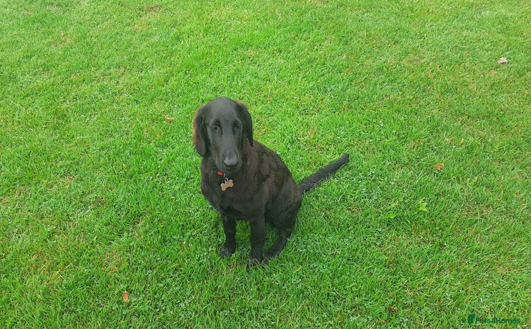 Flat coated Retriever dogs - Advert 1