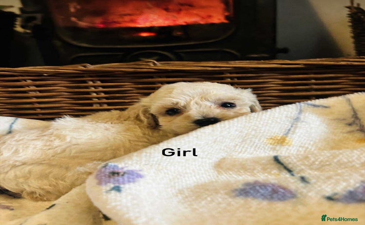 Poochon dogs - Advert 6