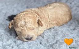 Poochon dogs for sale: 🐾 Adorable F1b Poochon Puppies - Ready November🐾 - Image 17