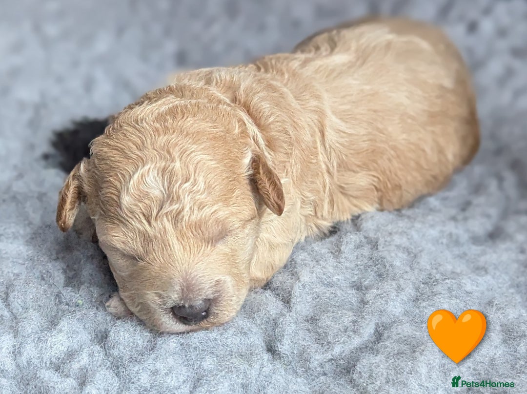 Poochon dogs for sale: 🐾 Adorable F1b Poochon Puppies - Ready November🐾 - Image 17