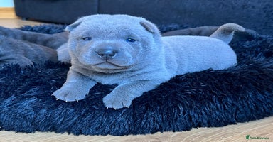 Mixed Breed dogs ChowPei Pups  - Advert 10