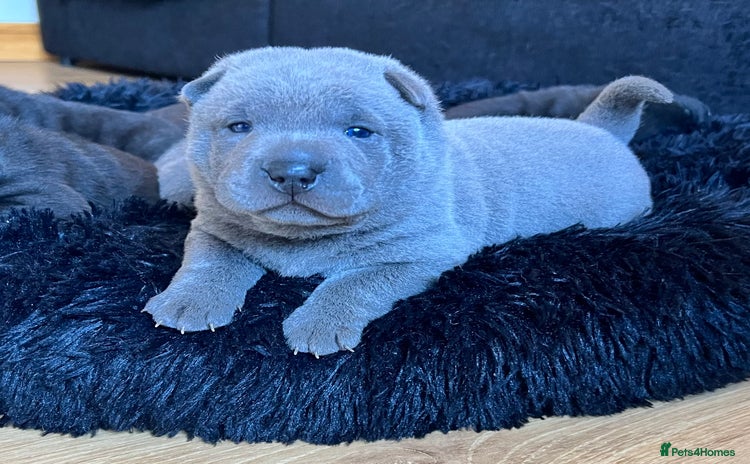 Mixed Breed dogs ChowPei Pups  - Advert 1