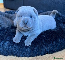 Mixed Breed dogs ChowPei Pups - Advert 10