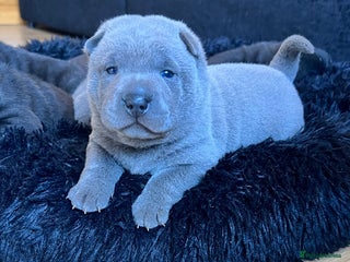 Mixed Breed dogs ChowPei Pups - Advert 11