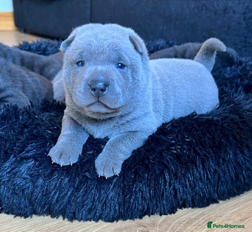 Mixed Breed dogs ChowPei Pups - Advert 1