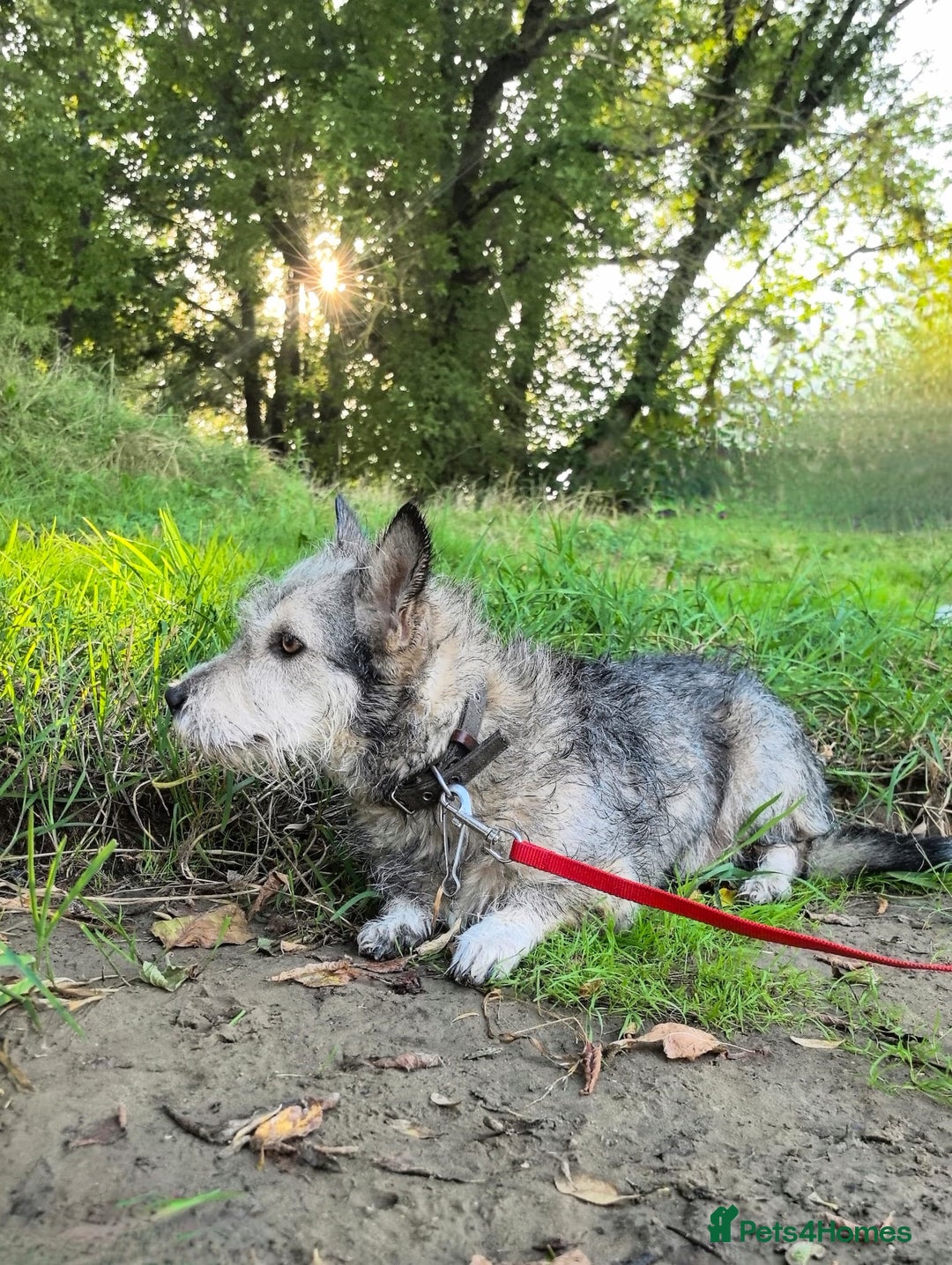 Mixed Breed dogs for adoption: 💙🐶 SCRUFFY 🐶💙 - Image 11