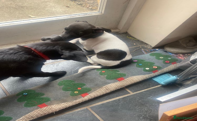 Jack Russell dogs in Denbigh - Advert 2