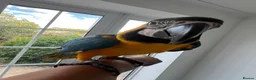 Macaws birds for sale: Tame 10 Month Old Male Blue & Gold Macaw in Harrow - Advert 4