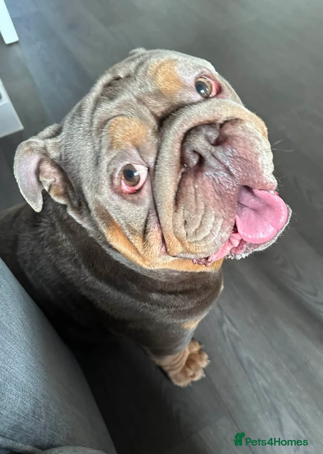 English Bulldog dogs for sale: English bulldog for sale  - Advert 4