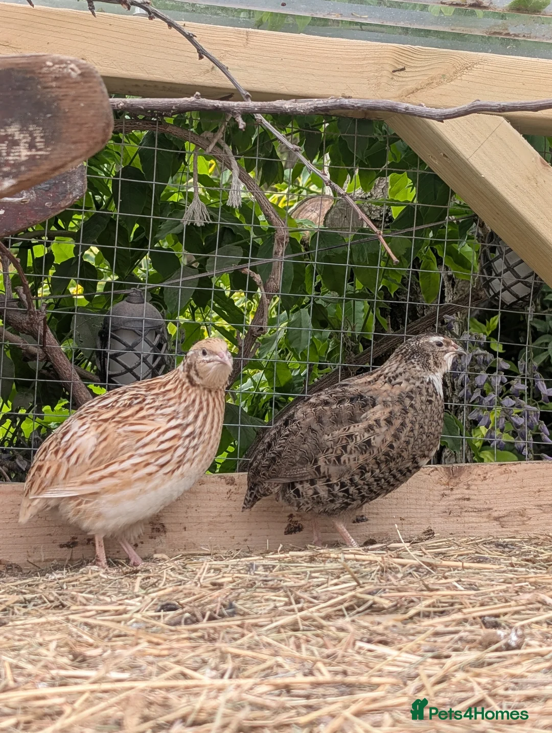 Mixed Breed birds for sale: Female Qauil - Advert 2
