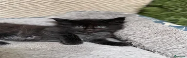 Maine Coon 6