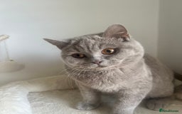 British Shorthair cats for sale: GCCF Registered Lilac British Shorthair Boy - Image 14