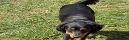 Mixed Breed dogs for sale: 11month old Female mixed breed  - Advert 7