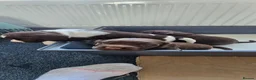 Sprocker dogs for sale: Last 3 boy Sprocker left - Advert 15