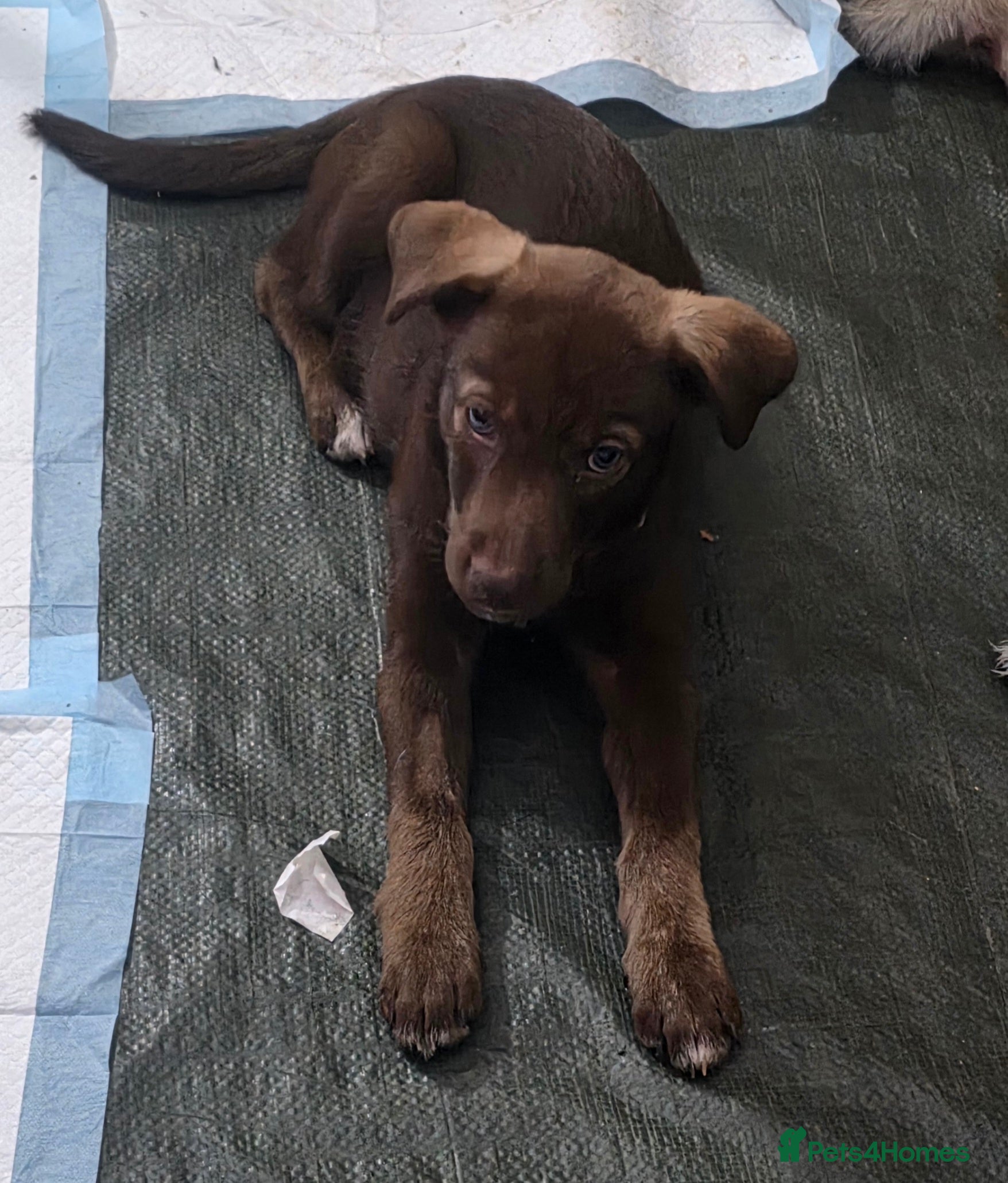 Mixed Breed dogs Husky cross staffy puppies  - Advert 2