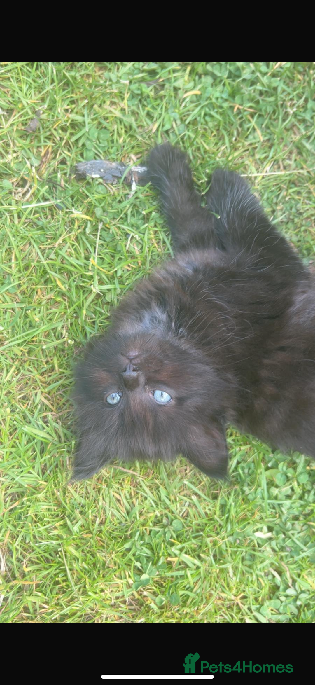 Ragdoll cats for sale: ✨ Ragdoll / British Shorthair Adorable Kittens✨ in Welwyn Garden City - Image 7