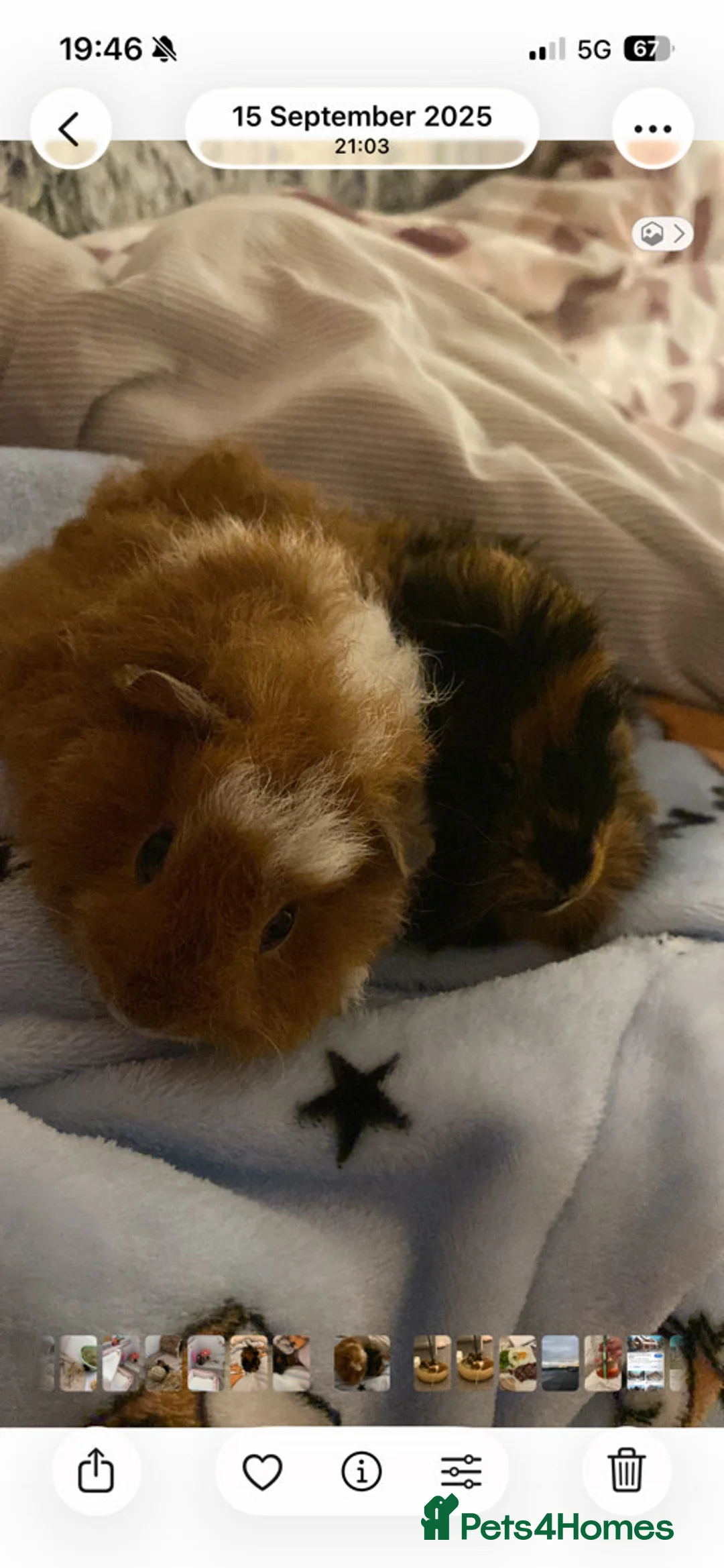 Guinea Pig rodents for sale: Benny and simba  in Sunderland - Advert 2