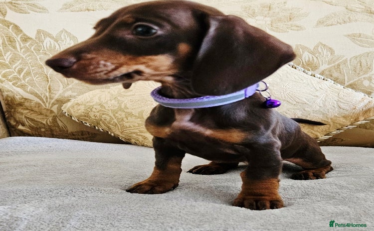 Dachshund dogs - Advert 4