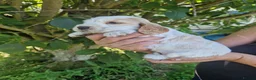 Cocker Spaniel dogs for sale: SIMPLY UNIQUE KC REG SHOW TYPE COCKER SPANIEL - Advert 3