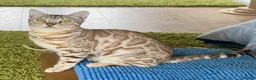 Bengal cats for sale: Bengal  in Hull - Advert 4