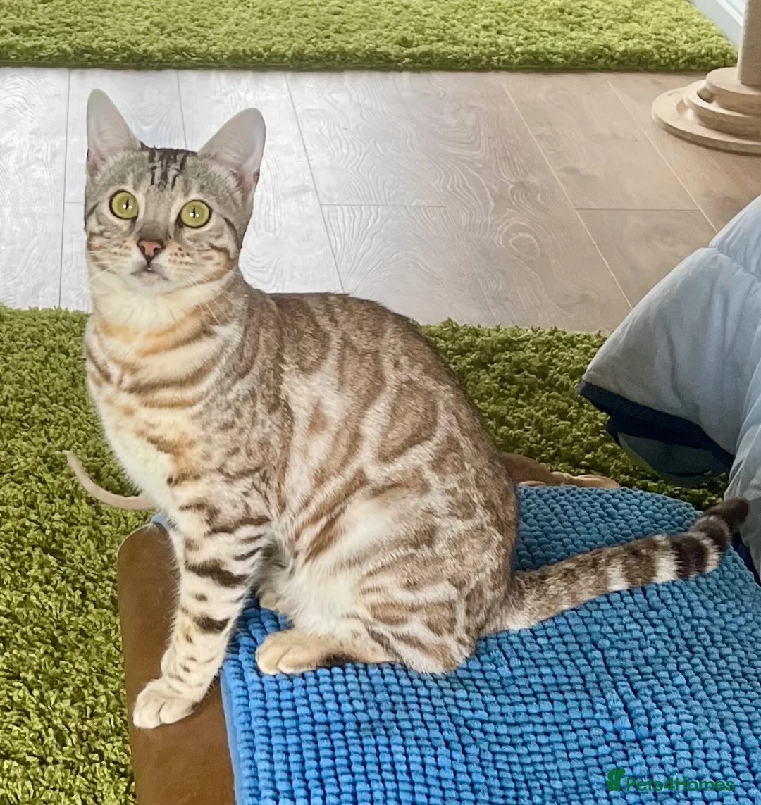 Bengal cats for sale: Bengal  in Hull - Advert 4