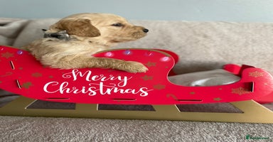 Golden Retriever dogs - Advert 1