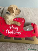 Golden Retriever dogs - Advert 1