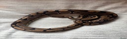 Python Snake reptiles for sale: X2 Royal Pythons for sale, with full set up - Advert 2