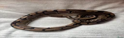 Python Snake reptiles for sale: X2 Royal Pythons for sale, with full set up - Advert 2