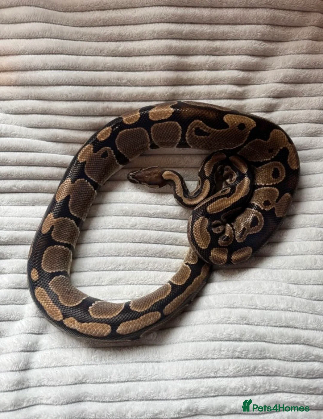 Python Snake reptiles for sale: X2 Royal Pythons for sale, with full set up - Advert 2