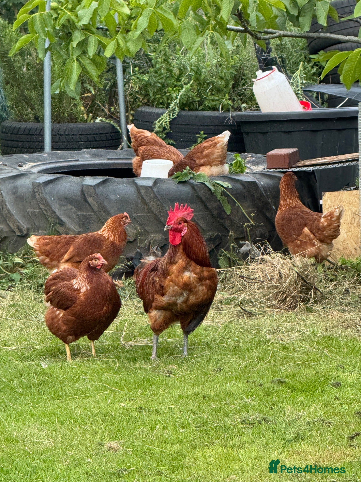 Chickens poultry Hybrid hatching eggs  - Advert 6
