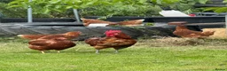 Chickens poultry for sale: Hybrid hatching eggs  in Epping - Advert 1