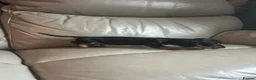 Miniature Dachshund dogs for sale: 3 Gorgeous Smooth Coat Miniature Dachshund Puppies - Advert 19