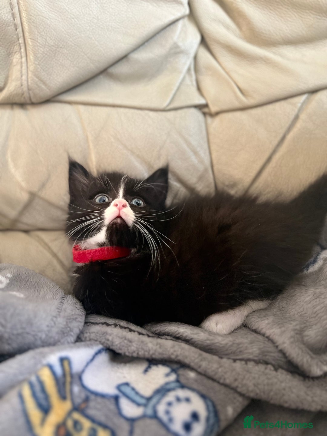 Mixed Breed cats for sale: Fluffy black and white kittens  - Advert 7