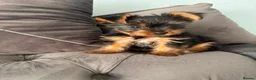 Yorkshire Terrier dogs for sale: Yorkshire terier mini - Advert 2