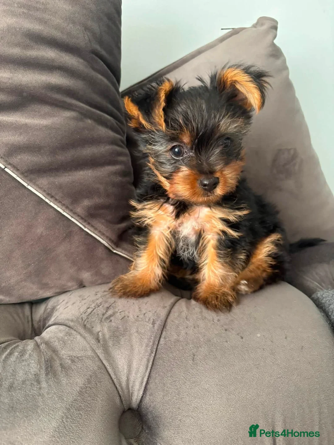 Yorkshire Terrier dogs for sale: Yorkshire terier mini - Advert 2