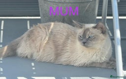 Ragdoll cats for sale: Beautiful Ragdoll kittens  - Image 11